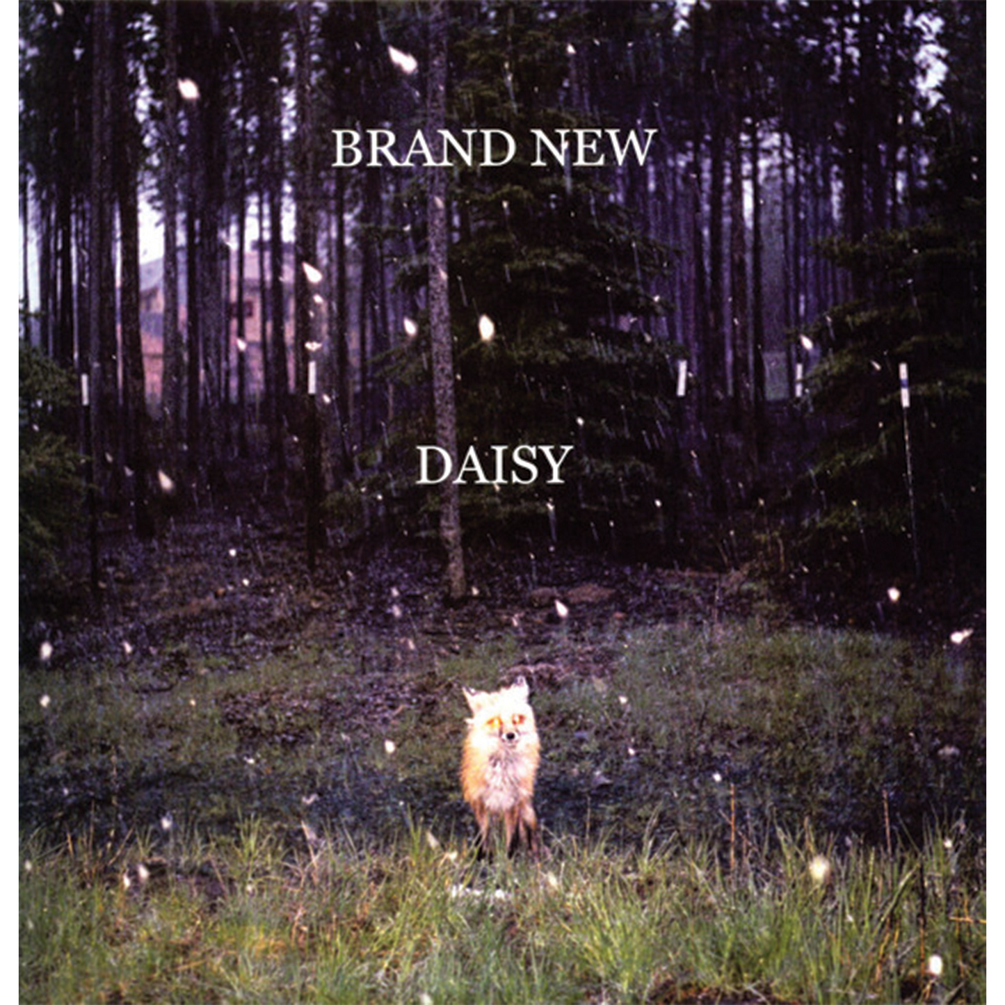 Brand New - Daisy